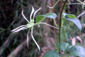 Clematis-aristata-Goats-beard-Mountain-clematis-seed-pods