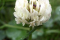 Clover-white