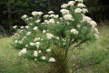 Common-Cassinia-Dogwood-Cassinia-aculeata-1