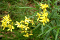 Fireweed-Groundsel-Senecio-linearifolius-2