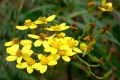 Fireweed-Groundsel-Senecio-linearifolius-4
