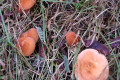 Fungi-1