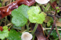 Fungi-3b