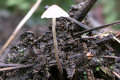 Fungi-4