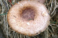 Fungi-8