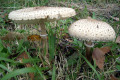 Fungi-9a
