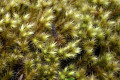 Moss-1