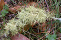 Moss-2