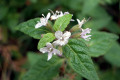 Slender-Mint-Mentha-diemenica-Lamiaceae
