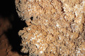 30-Cave-Coral