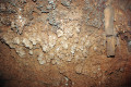 31-Cave-Coral