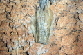 41-Stalactites-and-Cave-Coral