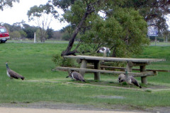 Gippsland (VIC) & Sapphire Coast (NSW) 2006