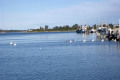 024-Pelicans-in-Cunninghame-Arm-Lakes-Entrance