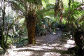 07-Junee-River-Cave-walking-track