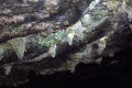 20-Junee-River-Cave-ceiling-visible-from-viewing-platform
