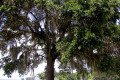 002-Burns-Point-Spanish-Moss-1