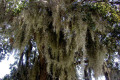 003-Burns-Point-Spanish-moss-2