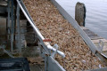 010-Grand-Isle-sorting-shrimps