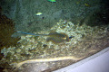 028-Blue-spotted-stingray-and-Spectacled-seasnake
