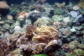 047-Anemones-and-Corals