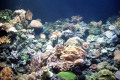 048-Anemones-and-Corals