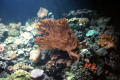 049-Anemones-and-Corals