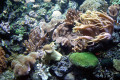 050-Anemones-and-Corals