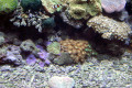 051-Anemones-and-Corals