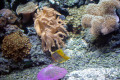 052-Anemones-Corals-with-Beaked-Coralfish-6
