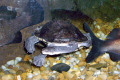 053-Eastern-Long-necked-turtle-Chelodina-longicollis