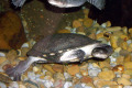 054-Eastern-Long-necked-turtles-Chelodina-longicollis