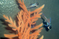 055-Flashlight-fish-photo-by-9-y-o-Mikey