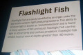 056-Flashlight-Fish-info