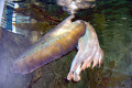 058-Giant-Cuttlefish-Sepia-apama