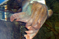 059-Giant-Cuttlefish-Sepia-apama