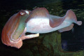 060-Red-Cuttlefish-Sepia-spp