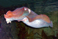 061-Red-Cuttlefish-Sepia-spp