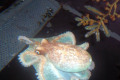 062-Pale-Octopus