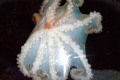 063-Pale-Octopus