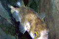 064-Globe-Fish-2
