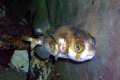 065-Globe-Fish