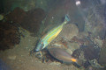 066-Horseshoe-leatherjacket