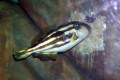 067-Juvenile-Yellow-finned-Leatherjacket
