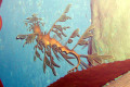 068-Leafy-Seadragon-Phycodurus-eques