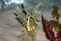 069-Leafy-Seadragon-Phycodurus-eques