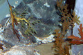 070-Leafy-Seadragon-and-Weedy-Seadragon-Phyllopteryx-taeniolatus