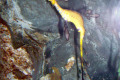 071-Weedy-Seadragon-Phyllopteryx-taeniolatus