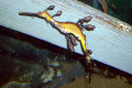 072-Weedy-Seadragon-Phyllopteryx-taeniolatus