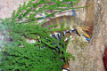 075-Mantis-Shrimp-Squilla-species-head-hidden-in-weeds